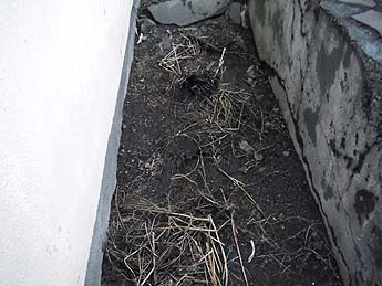 130408hatake02.jpg(28752 byte)