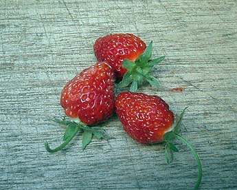 140630itigo.jpg(68801 byte)