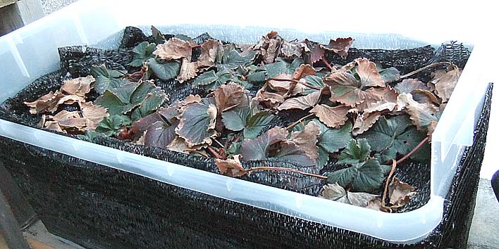 260312itigo.jpg(102935 byte)