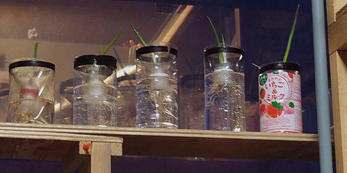 260322negi.jpg(57715 byte)