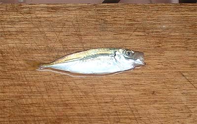 01mameaji.jpg(29631 byte)