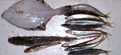 tikafry_01.jpg(28951 byte)