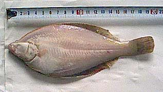 釣果