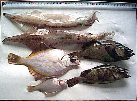 釣果