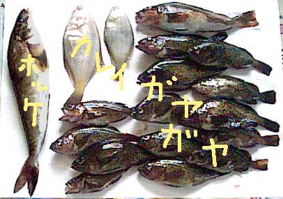 釣果