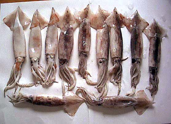 釣果