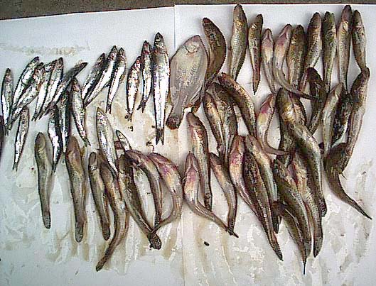 魚の写真