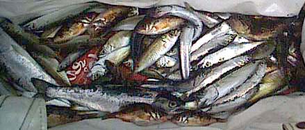 魚の写真