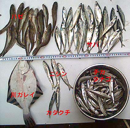 魚の写真