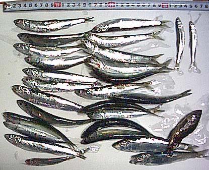 魚の写真