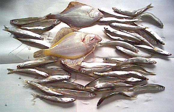魚の写真