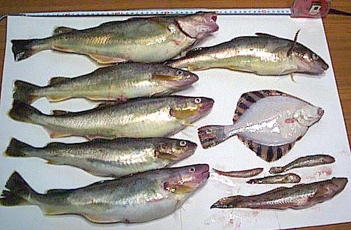 魚の写真