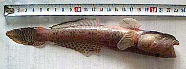 魚の写真