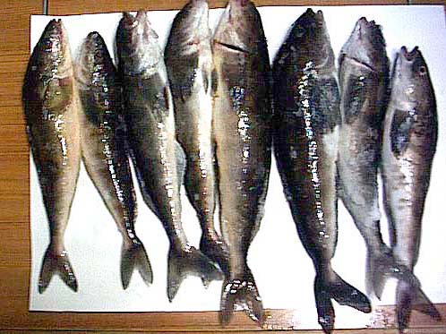 魚の写真