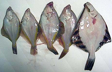 魚の写真