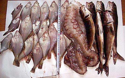魚の写真