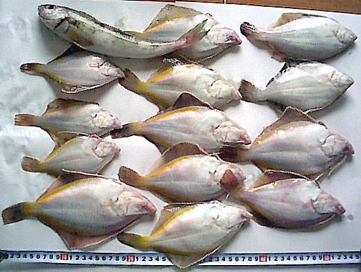 魚の写真