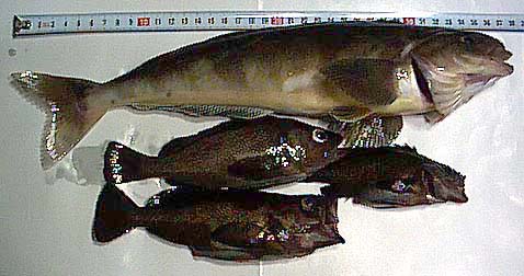 魚の写真