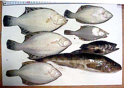 魚の写真
