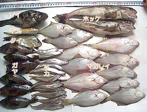 魚の写真
