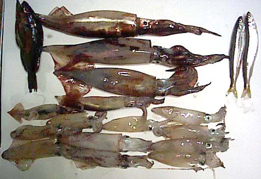 魚の写真
