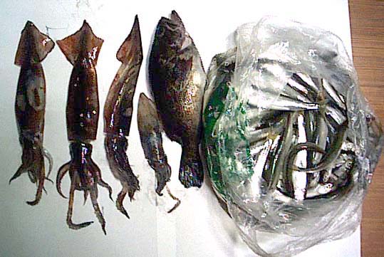 魚の写真