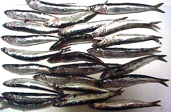 今回の釣果