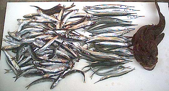 魚の写真