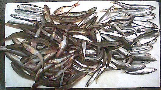 今回の釣果