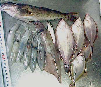 今回の釣果