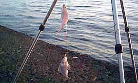 最初に釣れたWマガレイ