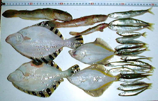 魚の写真