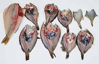 �A�u���R�ƃK���̊J��