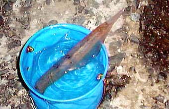 雪だるま氏のヤリイカ