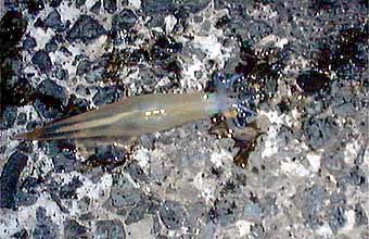 自分のヤリイカ