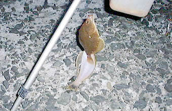 ダブルで釣れたカレイ