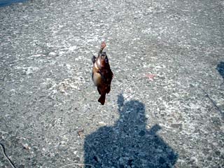 070407gaya.jpg(34377 byte)
