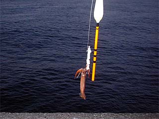 20号負荷のデカ浮き