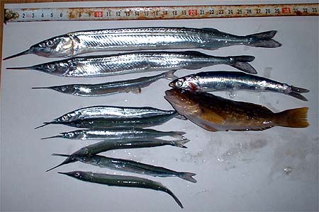 釣果