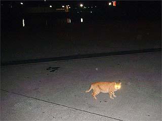 厩在住のねこ