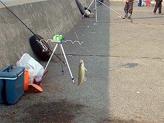 最初奥が釣ったチカ