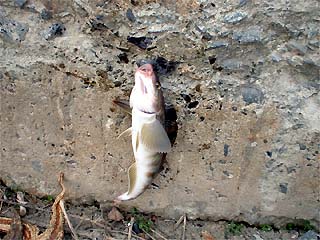 勝納で釣れたホッケ
