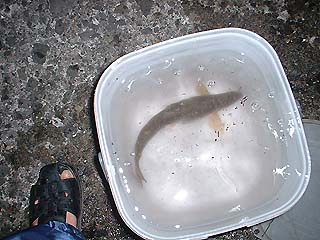 イカ仕掛けで釣れたアカハラ
