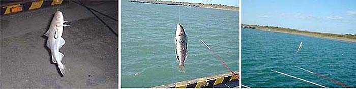 釣果