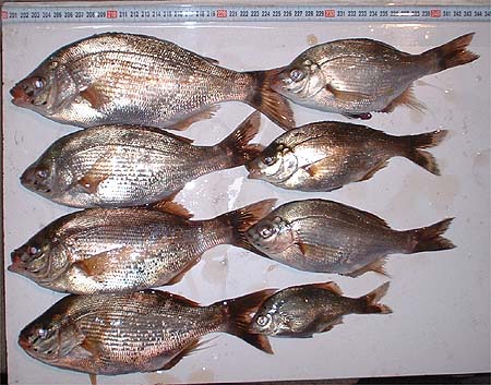 މʂ2