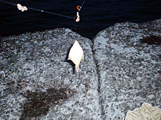 090402karei02.jpg(31566 byte)