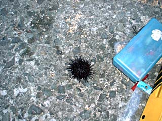 090402uni.jpg(35472 byte)