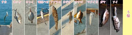 11種類の魚