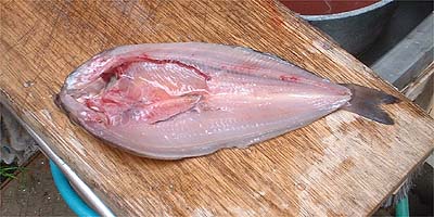 ホッケ