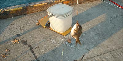 ウミタナゴ